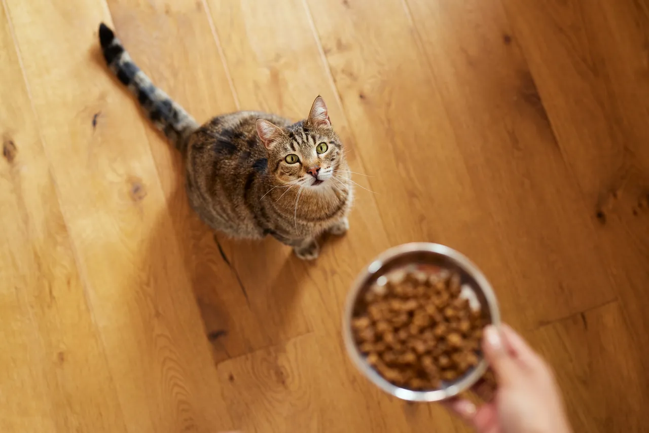 Croquettes pour chat sans céréales : offrez à votre félin une nutrition équilibrée
